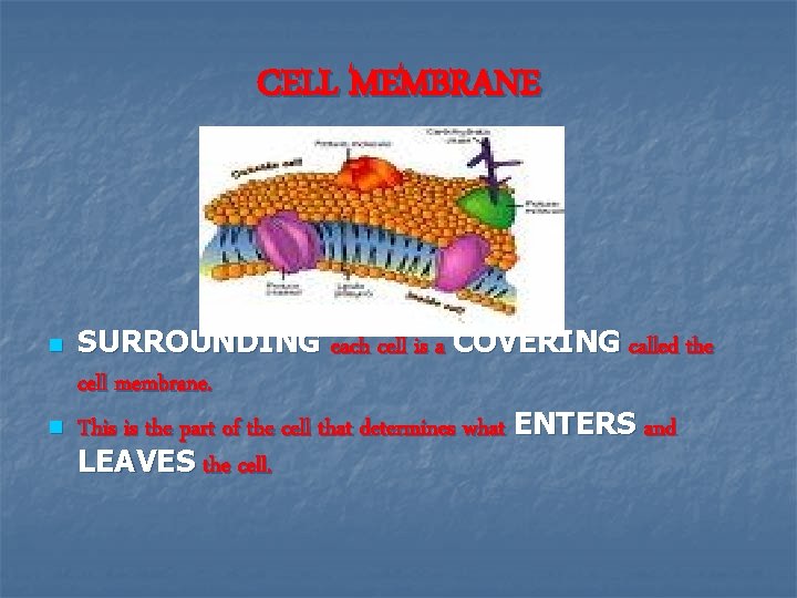 CELL MEMBRANE n n SURROUNDING each cell is a COVERING called the cell membrane.