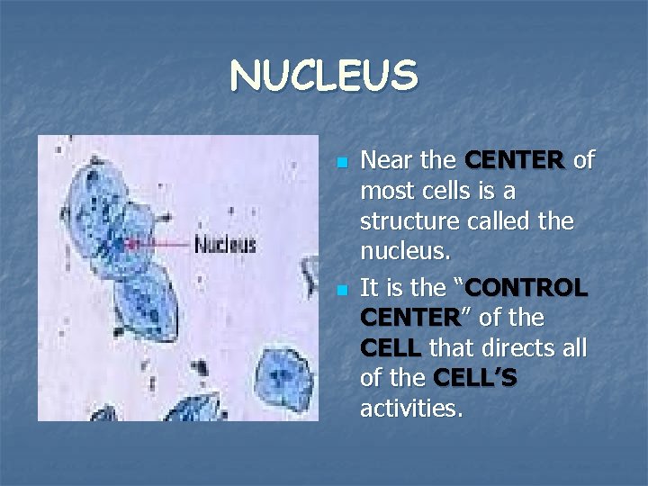 NUCLEUS n n Near the CENTER of most cells is a structure called the