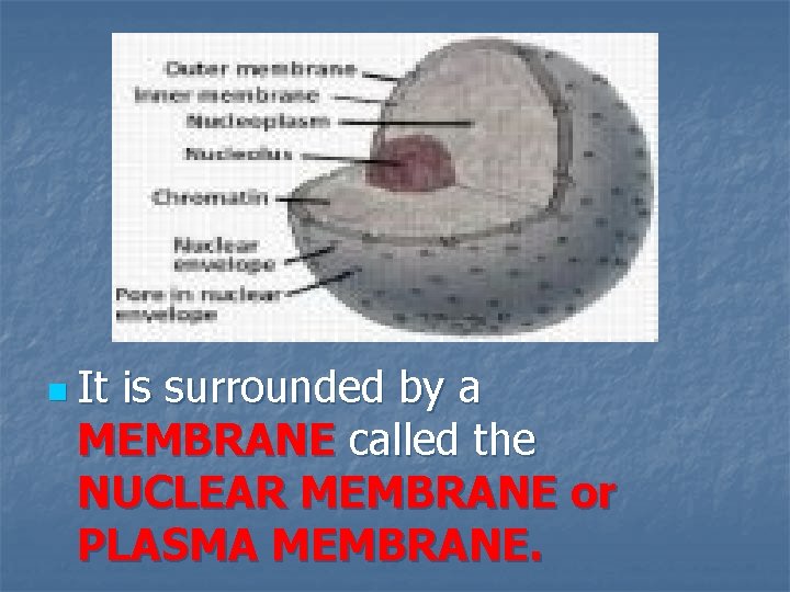 n It is surrounded by a MEMBRANE called the NUCLEAR MEMBRANE or PLASMA MEMBRANE.