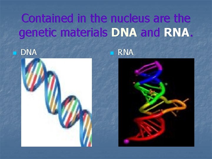 Contained in the nucleus are the genetic materials DNA and RNA. n DNA n
