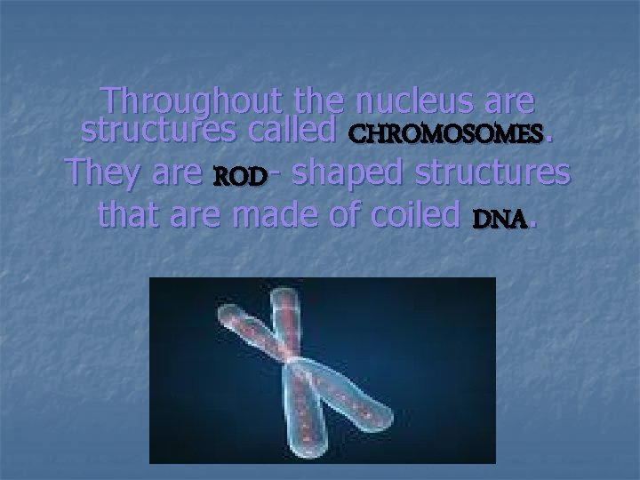 Throughout the nucleus are structures called CHROMOSOMES. They are ROD- shaped structures that are