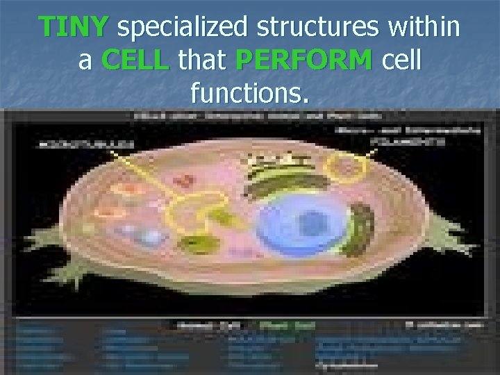 TINY specialized structures within a CELL that PERFORM cell functions. 