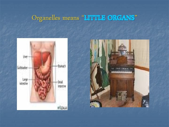 Organelles means “LITTLE ORGANS” 