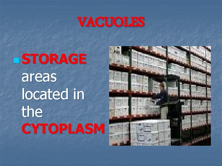 VACUOLES n STORAGE areas located in the CYTOPLASM 