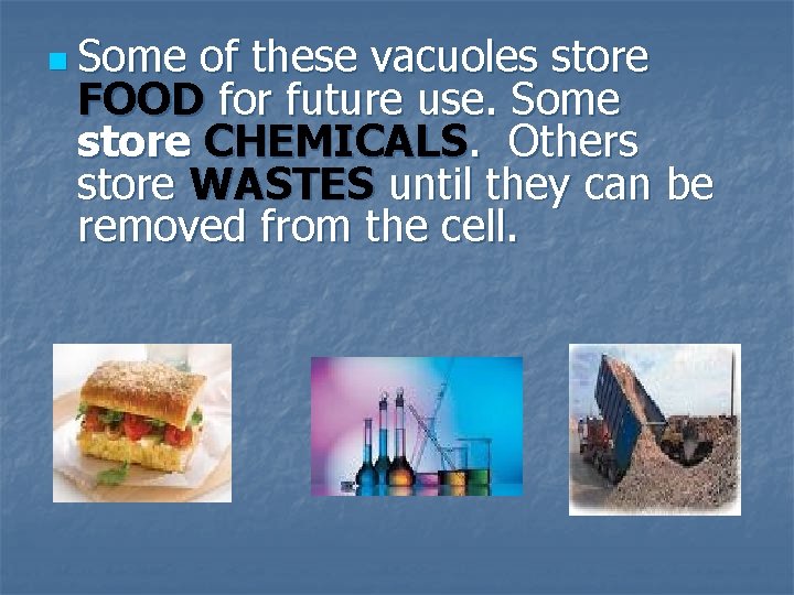 n Some of these vacuoles store FOOD for future use. Some store CHEMICALS. Others
