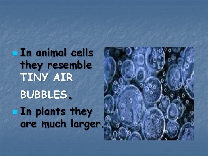 n In animal cells they resemble TINY AIR BUBBLES. n In plants they are