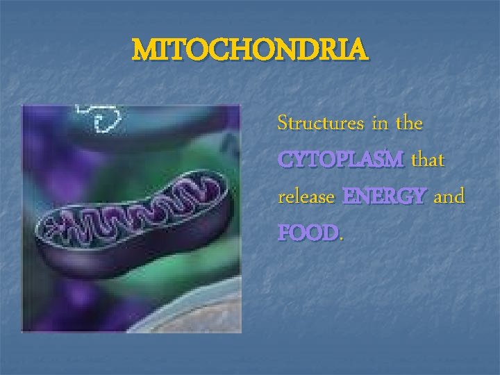 MITOCHONDRIA Structures in the CYTOPLASM that release ENERGY and FOOD. 