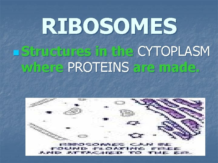 RIBOSOMES n Structures in the CYTOPLASM where PROTEINS are made. 