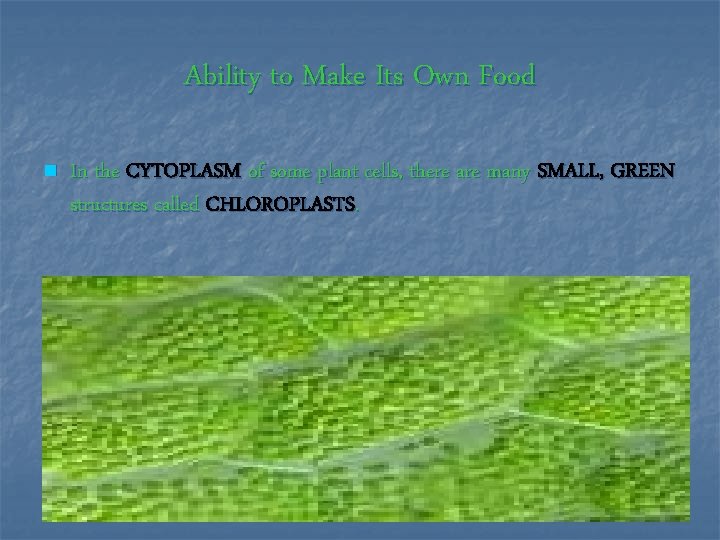 Ability to Make Its Own Food n In the CYTOPLASM of some plant cells,