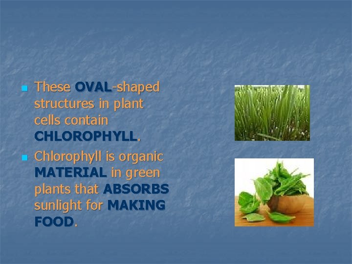 n n These OVAL-shaped structures in plant cells contain CHLOROPHYLL. Chlorophyll is organic MATERIAL