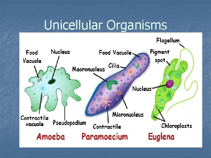 Unicellular Organisms 