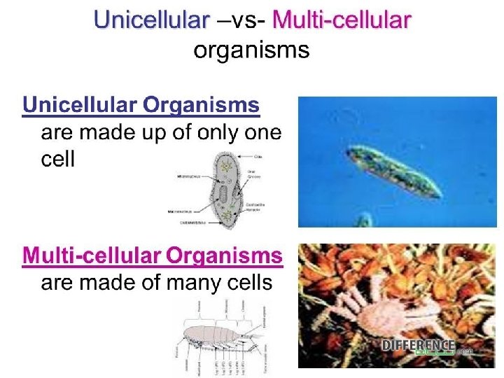 Multicellular Organisms 