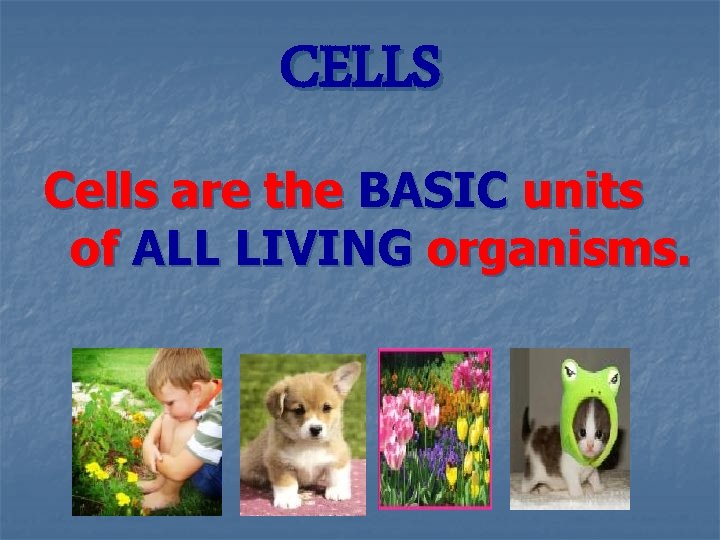 CELLS Cells are the BASIC units of ALL LIVING organisms. 