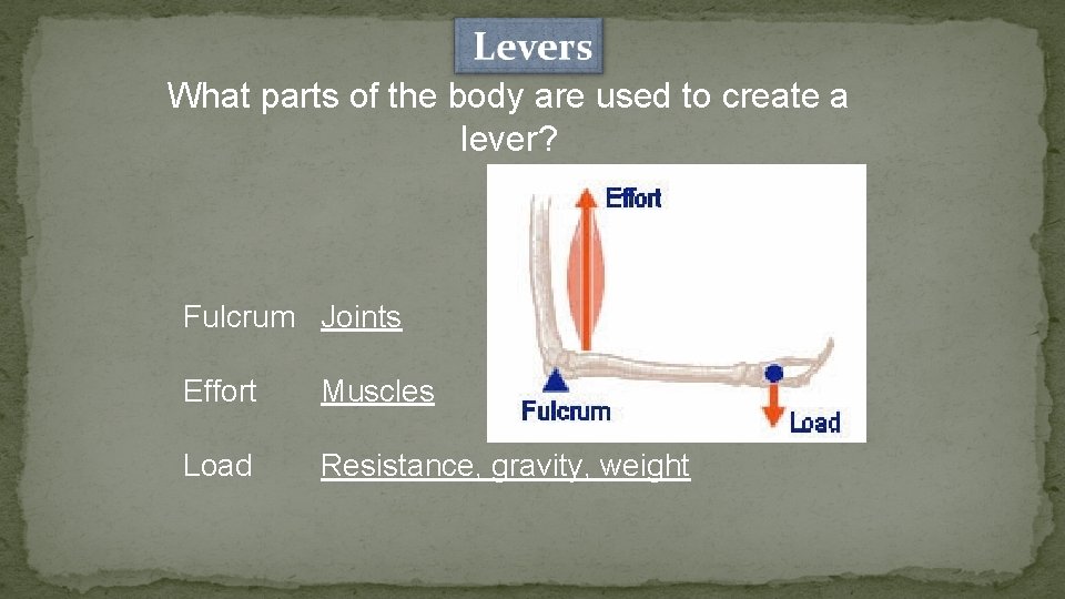 What parts of the body are used to create a lever? Fulcrum Joints Effort