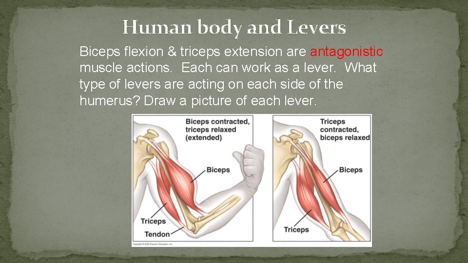 Human body and Levers Biceps flexion & triceps extension are antagonistic muscle actions. Each