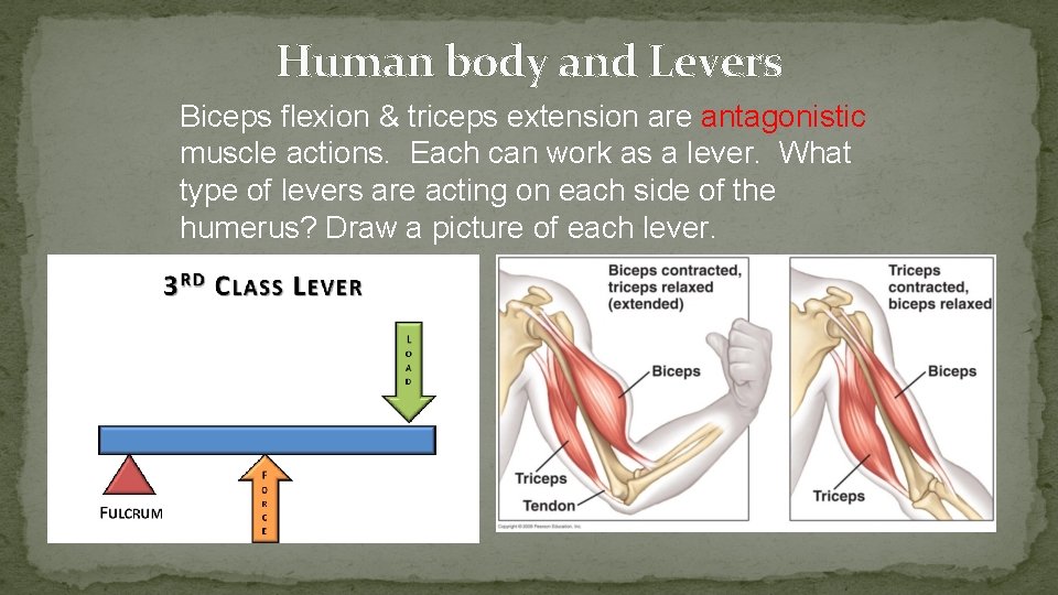 Human body and Levers Biceps flexion & triceps extension are antagonistic muscle actions. Each