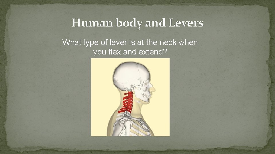 Human body and Levers What type of lever is at the neck when you