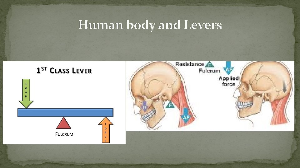 Human body and Levers 