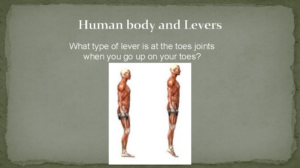 Human body and Levers What type of lever is at the toes joints when