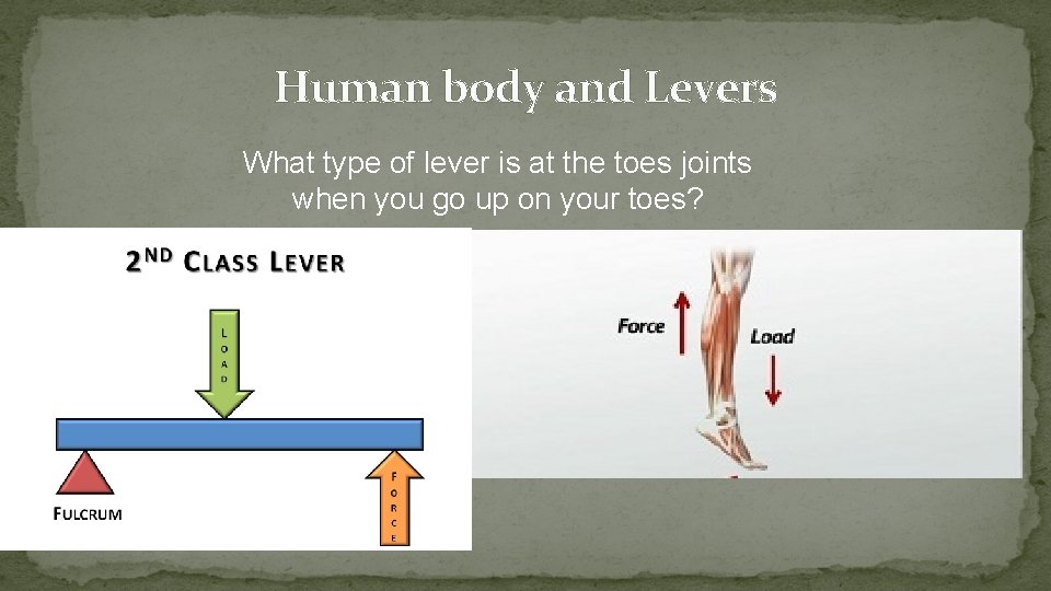 Human body and Levers What type of lever is at the toes joints when