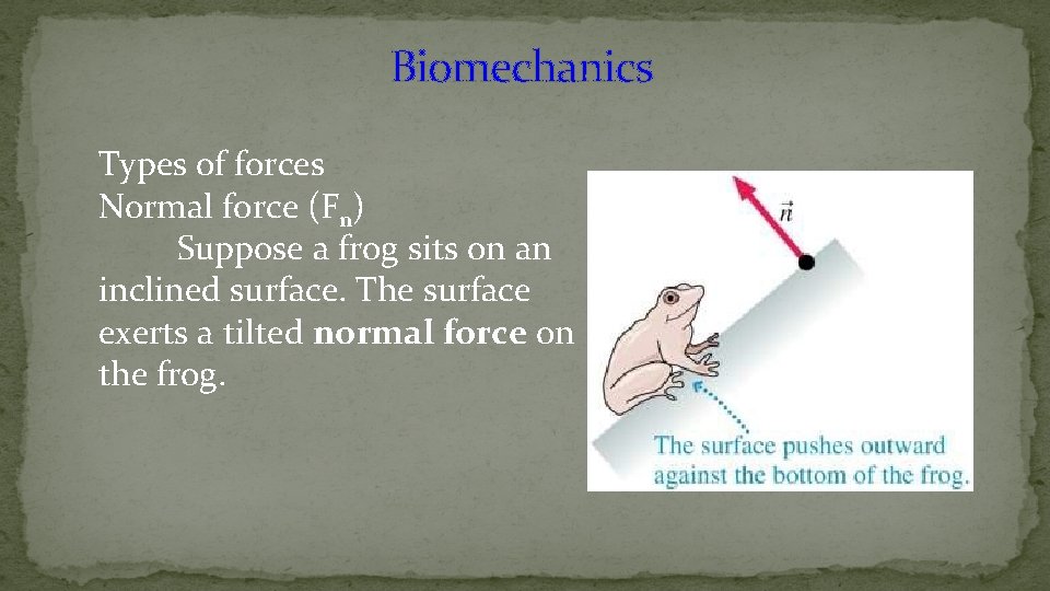 Biomechanics Types of forces Normal force (Fn) Suppose a frog sits on an inclined