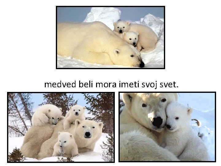 medved beli mora imeti svoj svet. 