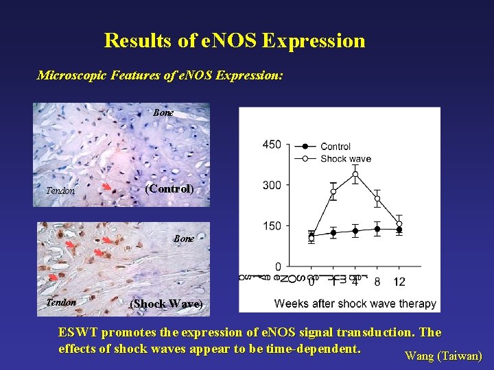 Results of e. NOS Expression Microscopic Features of e. NOS Expression: Bone Tendon (Control)