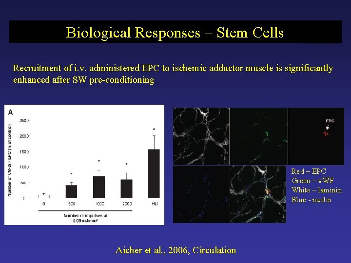 Biological Responses – Stem Cells Recruitment of i. v. administered EPC to ischemic adductor