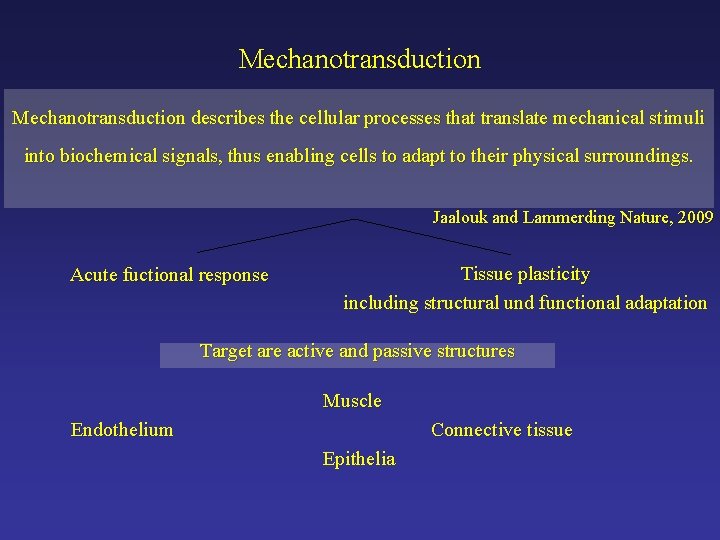 Mechanotransduction describes the cellular processes that translate mechanical stimuli into biochemical signals, thus enabling