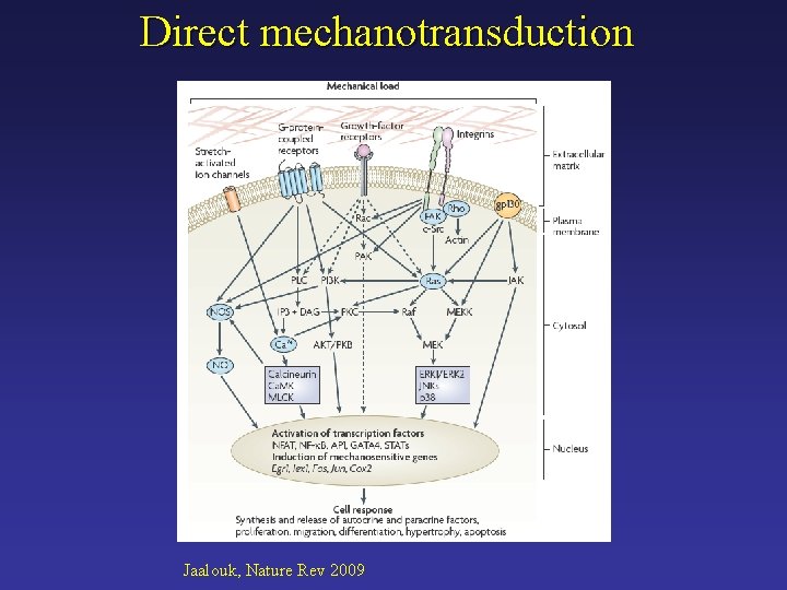 Direct mechanotransduction Jaalouk, Nature Rev 2009 