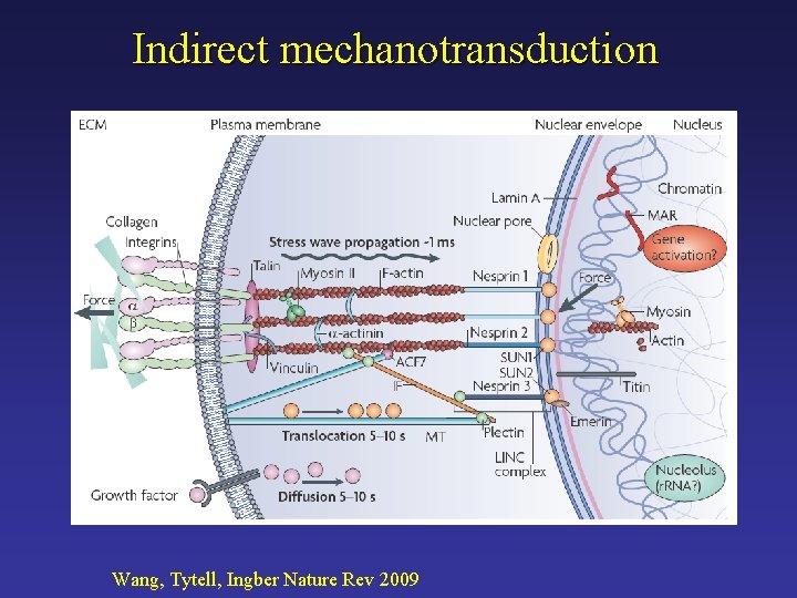 Indirect mechanotransduction Wang, Tytell, Ingber Nature Rev 2009 