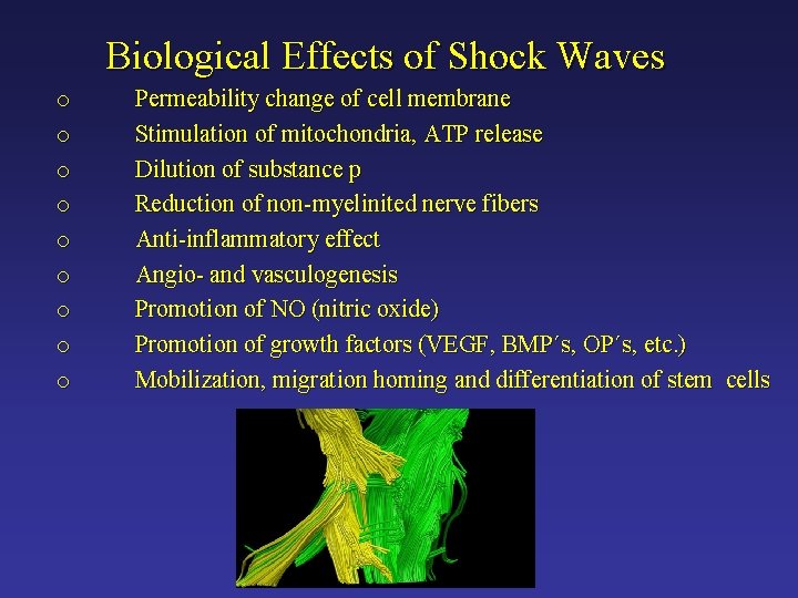 Biological Effects of Shock Waves o o o o o Permeability change of cell