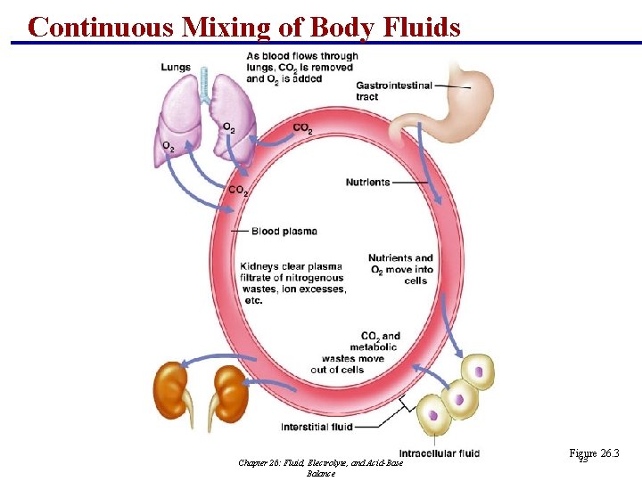 Continuous Mixing of Body Fluids Chapter 26: Fluid, Electrolyte, and Acid-Base Balance Figure 26.