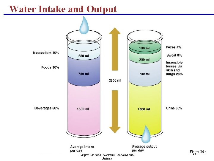 Water Intake and Output Chapter 26: Fluid, Electrolyte, and Acid-Base Balance Figure 26. 4