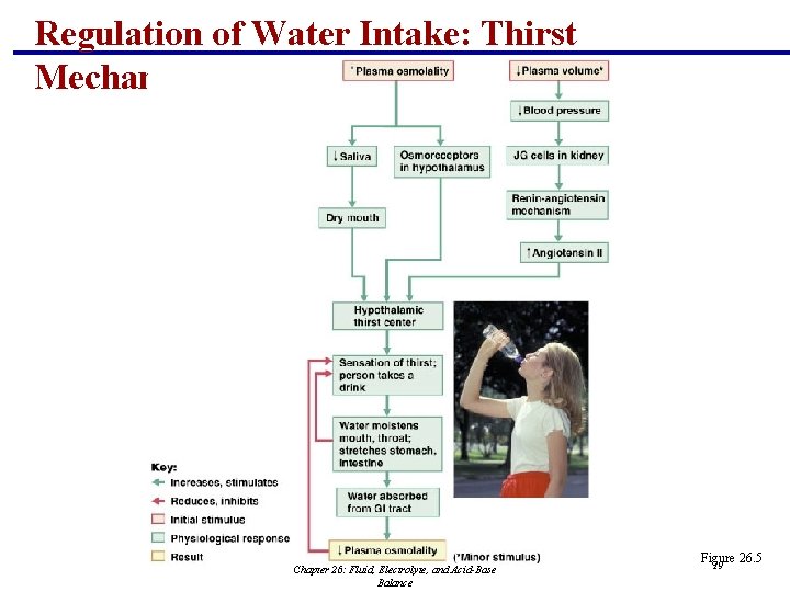 Regulation of Water Intake: Thirst Mechanism Chapter 26: Fluid, Electrolyte, and Acid-Base Balance Figure