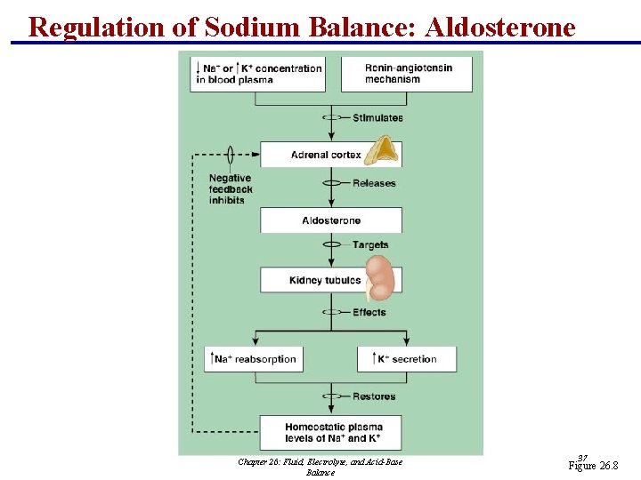 Regulation of Sodium Balance: Aldosterone Chapter 26: Fluid, Electrolyte, and Acid-Base Balance 37 Figure