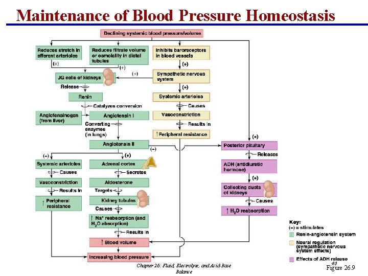 Maintenance of Blood Pressure Homeostasis Chapter 26: Fluid, Electrolyte, and Acid-Base Balance 40 Figure