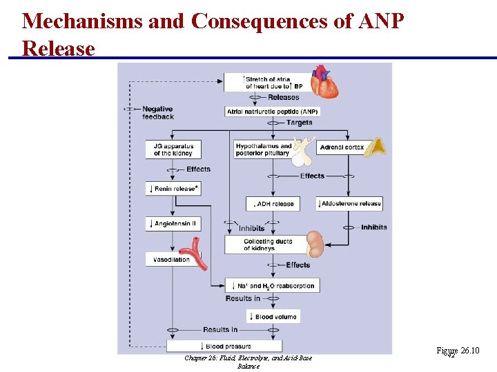 Mechanisms and Consequences of ANP Release Chapter 26: Fluid, Electrolyte, and Acid-Base Balance Figure