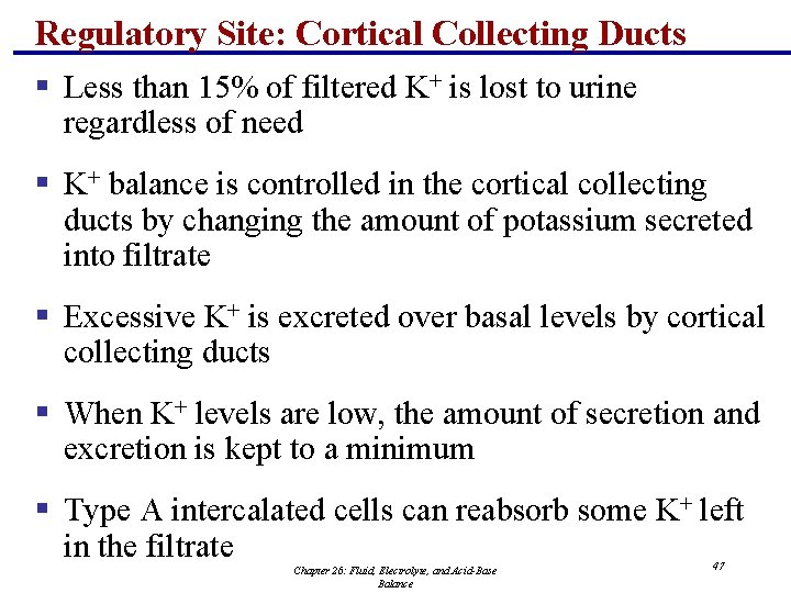 Regulatory Site: Cortical Collecting Ducts § Less than 15% of filtered K+ is lost