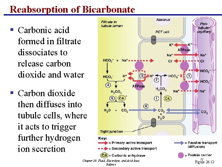 Reabsorption of Bicarbonate § Carbonic acid formed in filtrate dissociates to release carbon dioxide