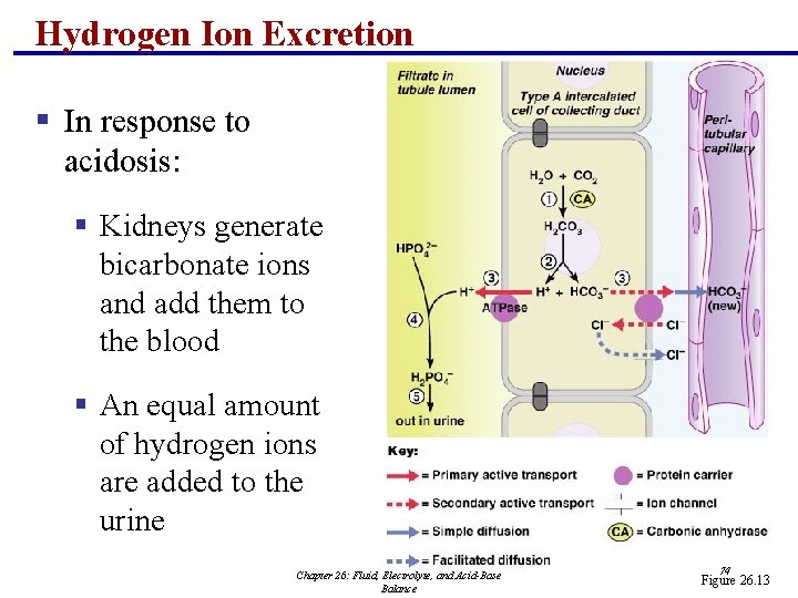 Hydrogen Ion Excretion § In response to acidosis: § Kidneys generate bicarbonate ions and