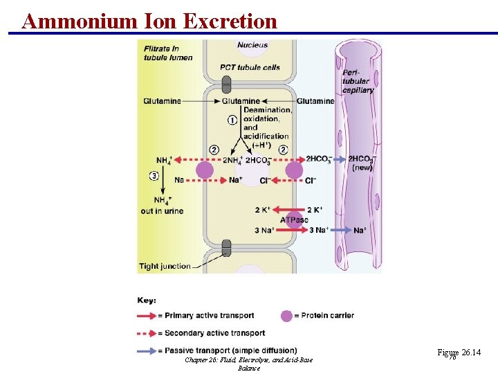 Ammonium Ion Excretion Chapter 26: Fluid, Electrolyte, and Acid-Base Balance Figure 26. 14 76