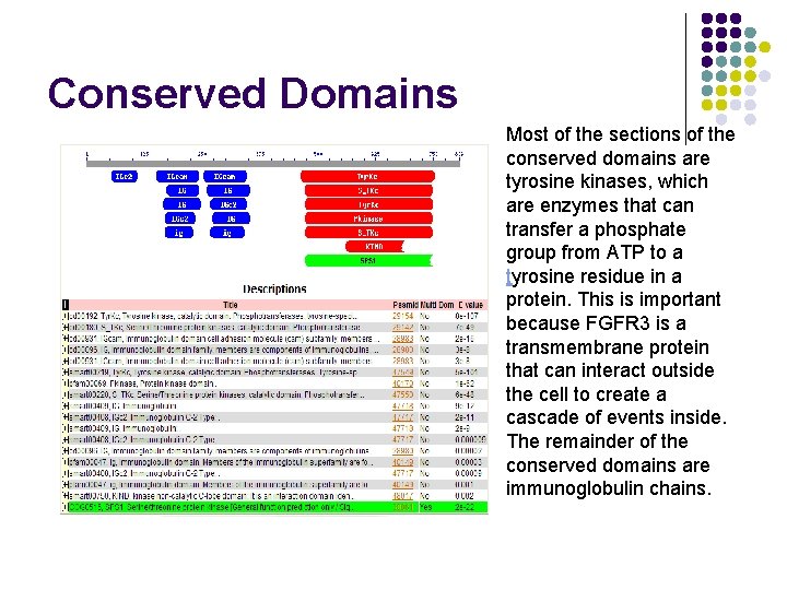 Conserved Domains Most of the sections of the conserved domains are tyrosine kinases, which