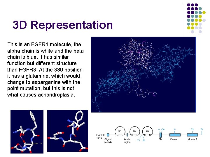 3 D Representation This is an FGFR 1 molecule, the alpha chain is white
