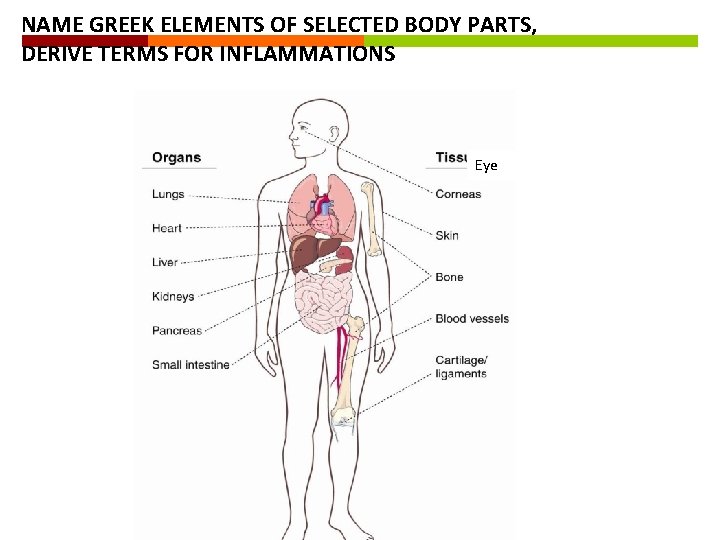 NAME GREEK ELEMENTS OF SELECTED BODY PARTS, DERIVE TERMS FOR INFLAMMATIONS Eye 