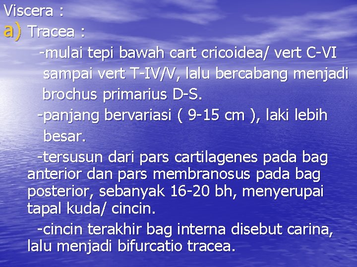 Viscera : a) Tracea : -mulai tepi bawah cart cricoidea/ vert C-VI sampai vert