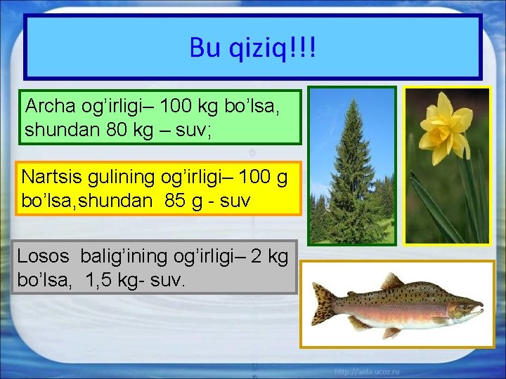 Bu qiziq!!! Archa og’irligi– 100 kg bo’lsa, shundan 80 kg – suv; Nartsis gulining