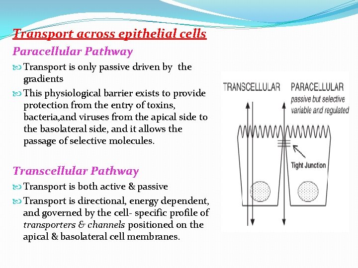 Transport across epithelial cells Paracellular Pathway Transport is only passive driven by the gradients