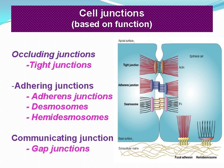 Cell junctions (based on function) Occluding junctions -Tight junctions -Adhering junctions - Adherens junctions