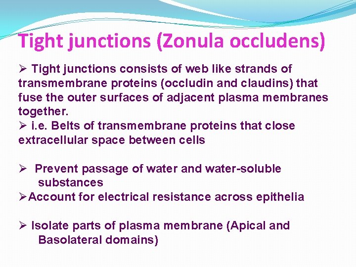 Tight junctions (Zonula occludens) Ø Tight junctions consists of web like strands of transmembrane